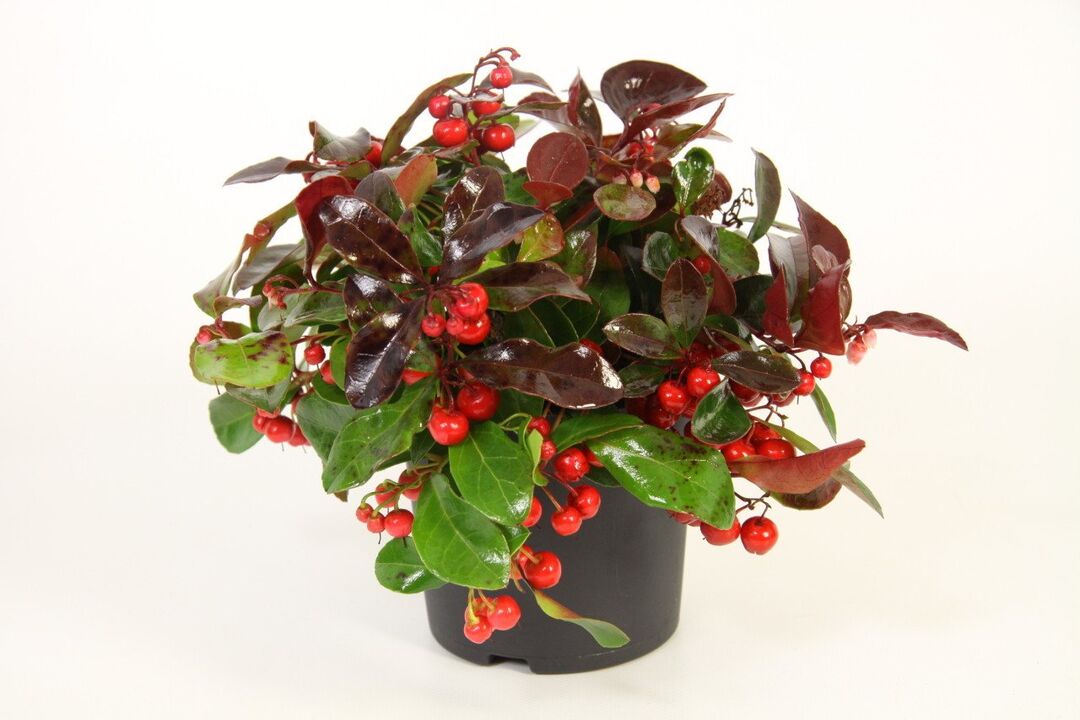 Wintergreen ir galvenā Osteflex sastāvdaļa
